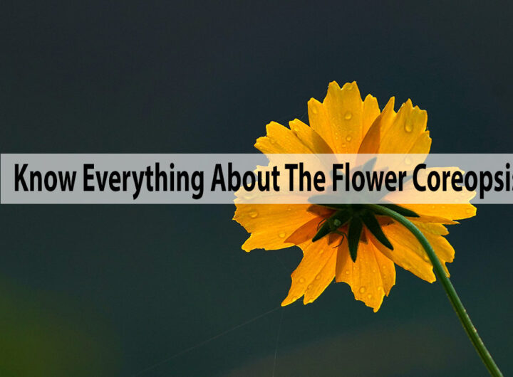Everything About The Flower Coreopsis