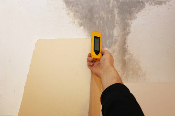 Mold Removal Levittown Pa